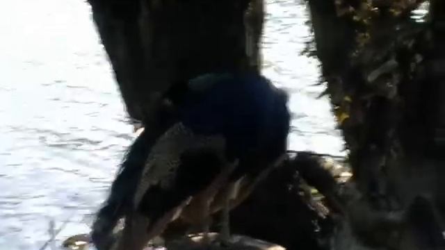 Абхазия озеро Рица дача Сталина и Хрущева ч 1 смотреть онлайн