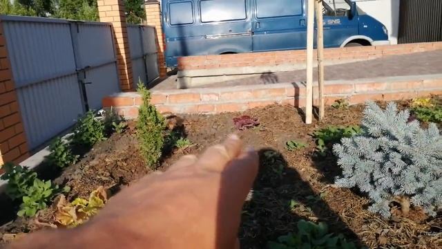 Лиственница японская на штамбе! смотреть онлайн