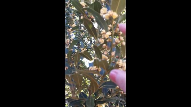 #shorts Как цветет лавровое дерево @linakysylenko смотреть онлайн