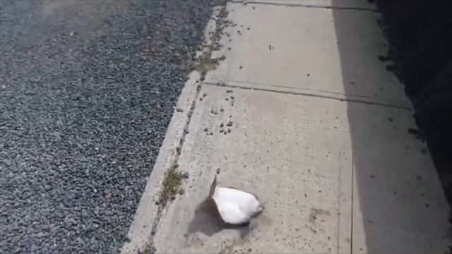 2019 Fluke Fishing Season, New Jersey- The Big Mohawk