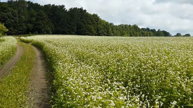 Цветение гречишного поля, 07.07.16