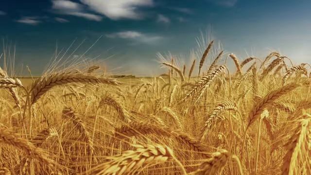 Стихотворение 'Поспела Жатва' смотреть онлайн