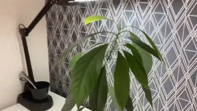 Прищипывание АВОКАДО! смотреть онлайн