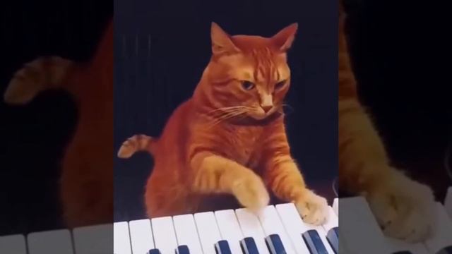 Кот пианист. смотреть онлайн