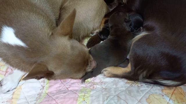 Пока Мия спит, Лакки ухаживает за малышками! 🥰🐾❤️🐾#chihuahua#щенкичихуахуа#уходзащенками смотреть онлайн