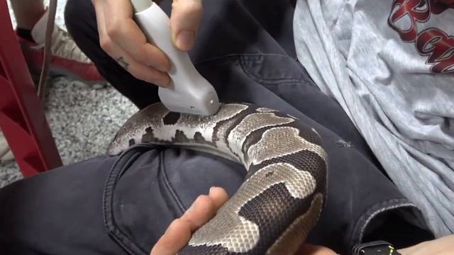 How To Ultrasound Your Female Ball Pythons! смотреть онлайн