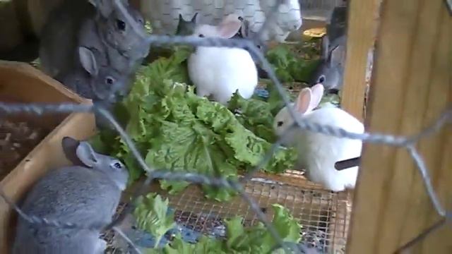 Сад. A garden. смотреть онлайн