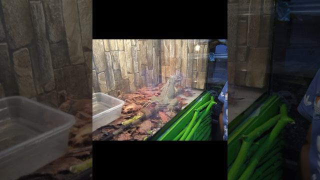 экскурсия зоопарка в Анапе 🌸 смотреть онлайн