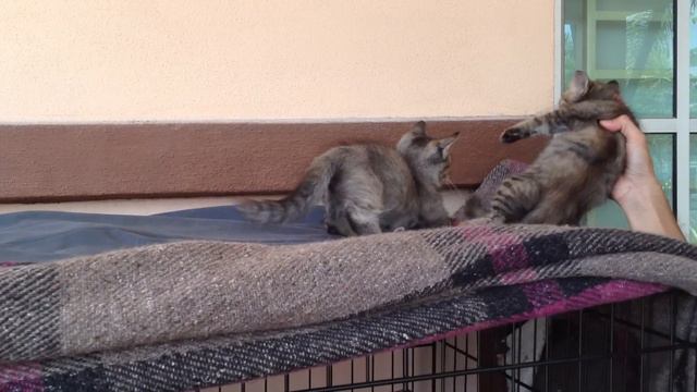the battle of munchkin and non standard munchkin смотреть онлайн
