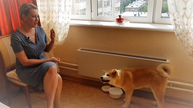 Анонс канала "Сату Великолепный". Акита Ину - жизнь и приключения смотреть онлайн