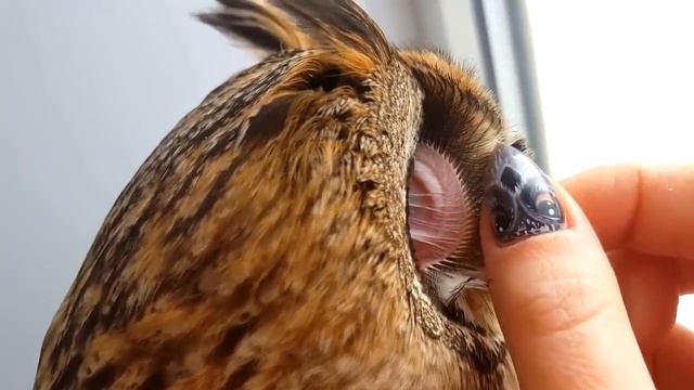 10 САМЫХ ИНТЕРЕСНЫХ ФАКТОВ о СОВАХ смотреть онлайн