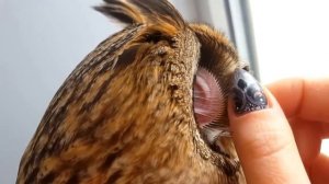 10 САМЫХ ИНТЕРЕСНЫХ ФАКТОВ о СОВАХ