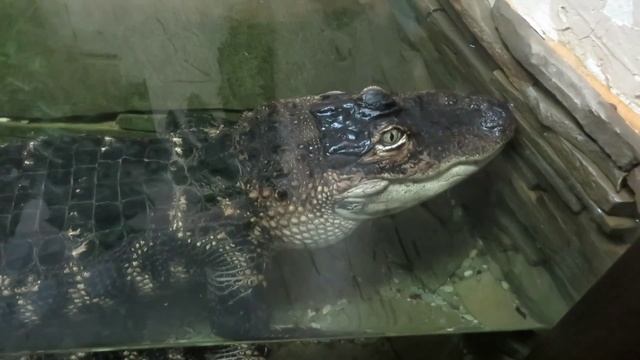 Аллигатор Миссисипский смотреть онлайн