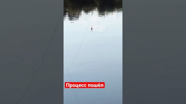 Поклёвка на поплавок. #поплавок #удочка смотреть онлайн
