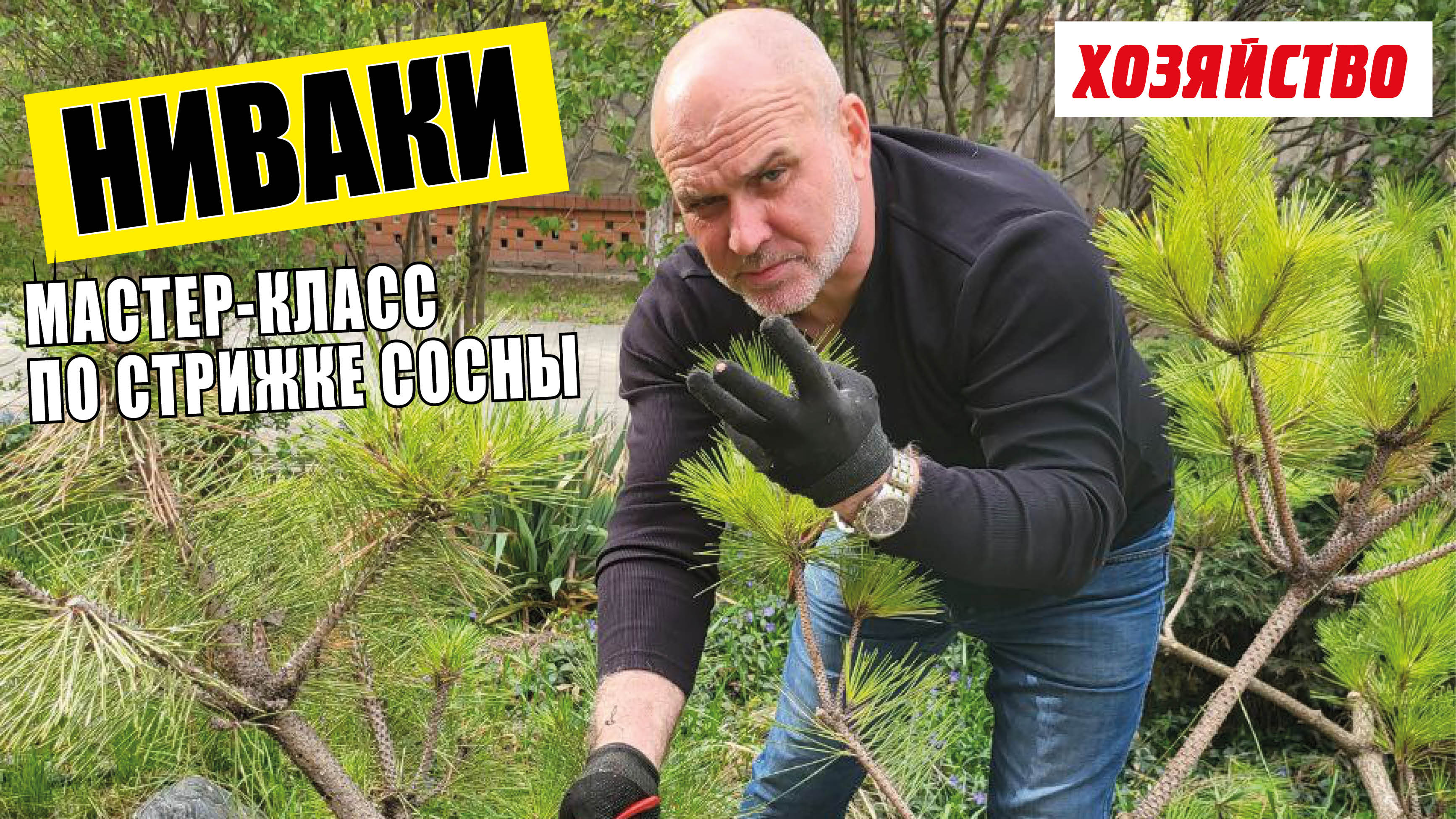 Мастер-класс по стрижке сосны от садового художника