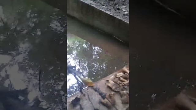 Достопримечательности парка Коломенское Место силы Скотомогильник или человеческие кости? смотреть онлайн