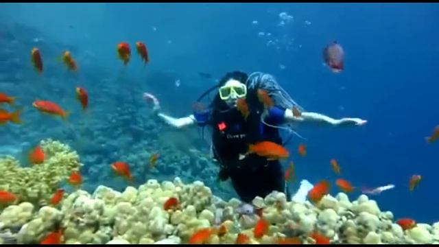 Diving!!! Самый красивый риф). Бухта Рас Насрани, Шарм Эль Шейх (Египет) смотреть онлайн