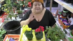 бегония элатиор купили в магазине цветущую. что делать