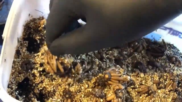 Ранункулюс-Лютик.Проращивание луковиц Ранункулюса.