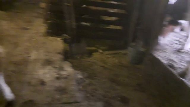 Когда отелится корова? Как определить скорый отел у коровы? смотреть онлайн