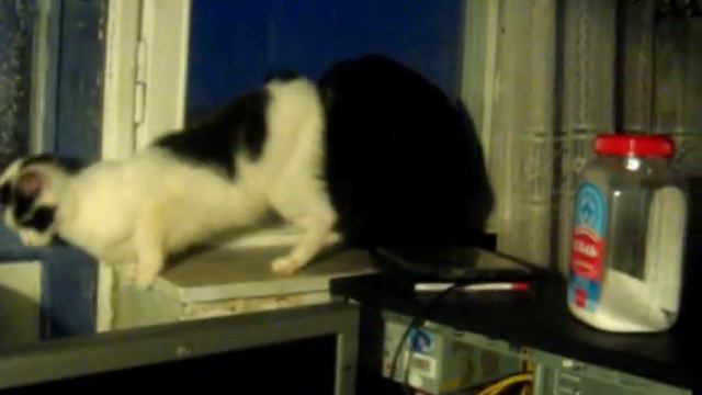 Кошка пристает к коту смотреть онлайн