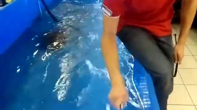 Квок, его первые испытания. смотреть онлайн