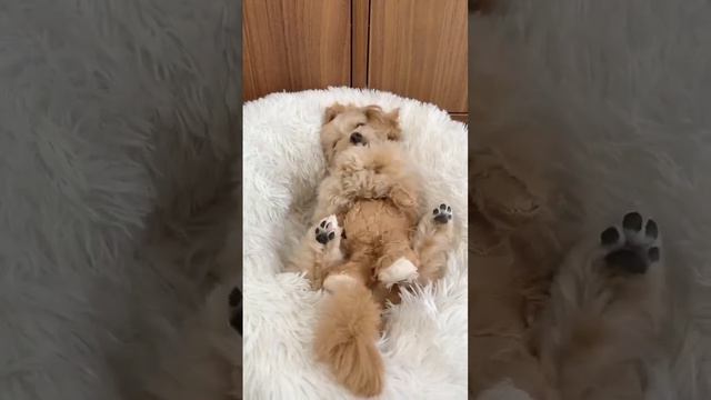 Cute puppy with a cute teddy 🧸 смотреть онлайн