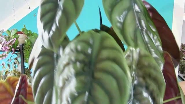 ТОП -10 тропических растений из моей коллекции смотреть онлайн