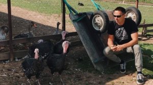 Самая лучшая птица в домашнем хозяйстве! | Разведение индюков на ферме