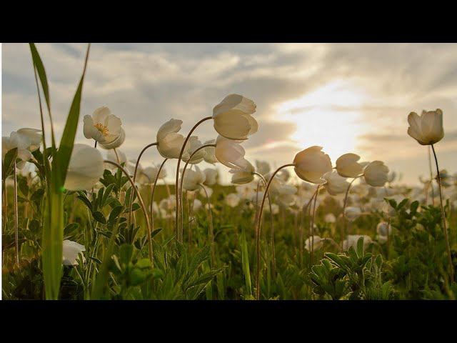 Самая короткая ночь. 22 июня 2019.☀️ смотреть онлайн