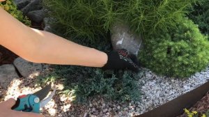 Обрезка можжевельника. Можжевельник горизонтальный, стелющийся, можжевельник казацкий.