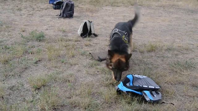 Поиск НВ в багаже. Дозор 2 года смотреть онлайн