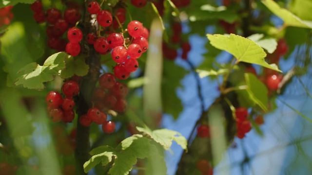 How to Start a Garden in 2023 смотреть онлайн