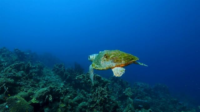 THE DEEP OCEAN | 4K TV ULTRA HD / Full Documentary - Beautiful Coral Reef Fish Video - Stress Relie