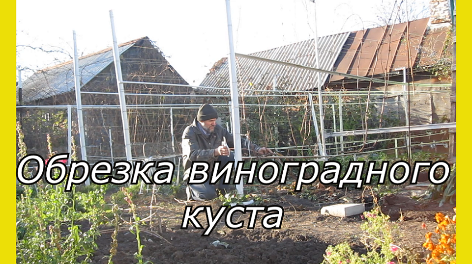 Как обрезать виноград на зиму.Обрезка старого винограда осенью.Укладка винограда на зиму смотреть онлайн