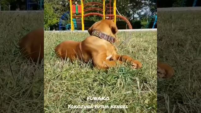 Tosa Inu puppy FUNAKO from Yokozuna Yusha kennel смотреть онлайн