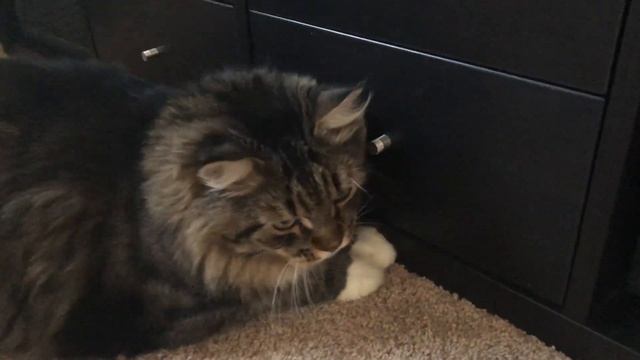 Сибирский кот Уссури. С мамой на хозяйстве. смотреть онлайн