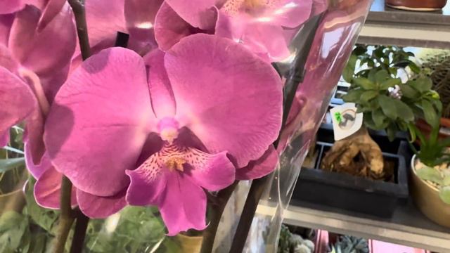 Первый ‘весенний’ завоз орхидей в Кишинёве 🌸🩷 смотреть онлайн