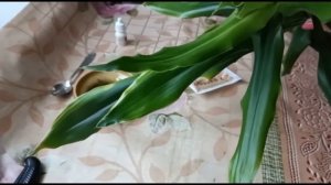 ДРАЦЕНА ДЕРЕМСКАЯ. РАЗМНОЖЕНИЕ ЧЕРЕНКОВАНИЕМ: ВЕРХУШЕЧНЫМ И СТЕБЛЕВЫМ. ВИДЕО №1