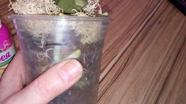 Результаты опрыскивания спреем для орхидей. смотреть онлайн