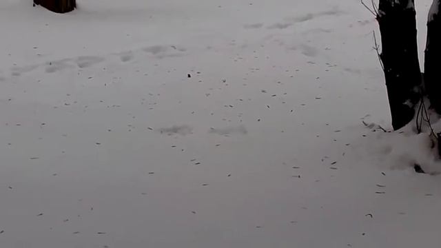 белочка ныряет в снег смотреть онлайн