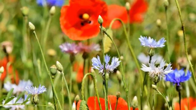 Beautiful Relaxing Music - Piano Music For Stress Relief, Meditation Epic Music смотреть онлайн