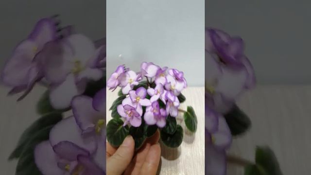 Фиалка миниатюрная Ness Pink Konfetii. Обзор. смотреть онлайн