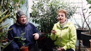 КАК ВЫРАСТИТЬ ФЕЙХОА В ГАРАЖЕ