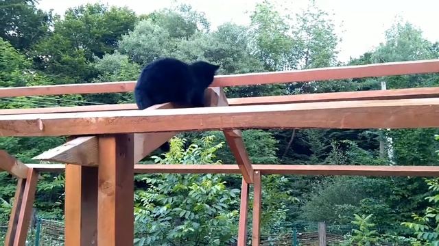 Йога на крыше беседки мастер класс от гуру Роня смотреть онлайн