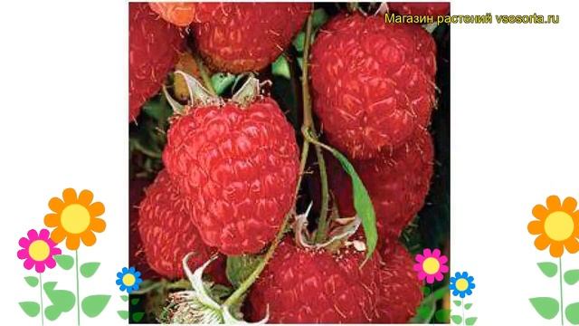 Малина обыкновенная Зефа Хербштернте. Краткий обзор, описание rubus idaeus Zefa Herbsternete смотреть онлайн