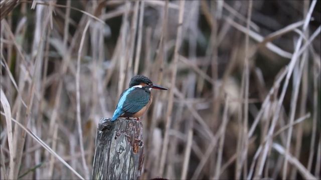 Обыкновенный зимородок (лат. Alcedo atthis) / Common Kingfisher смотреть онлайн