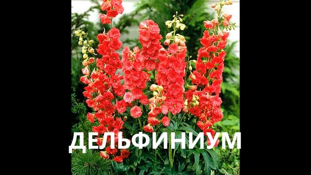КРАСНЫЕ ЦВЕТЫ!!! Однолетние растения, цветущие красным! ДАЧА УДАЧИ смотреть онлайн