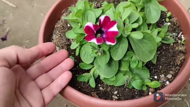 Только так петуния будет пышной!!!Обрезка петунии после покупки.