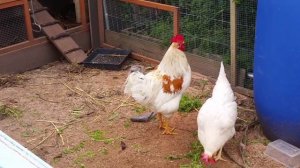 Как сделать так чтобы петух не кукарекал и соседи не жаловались.